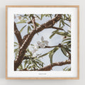 הדפס צילום - Madagascar palm דקל מדגסקר