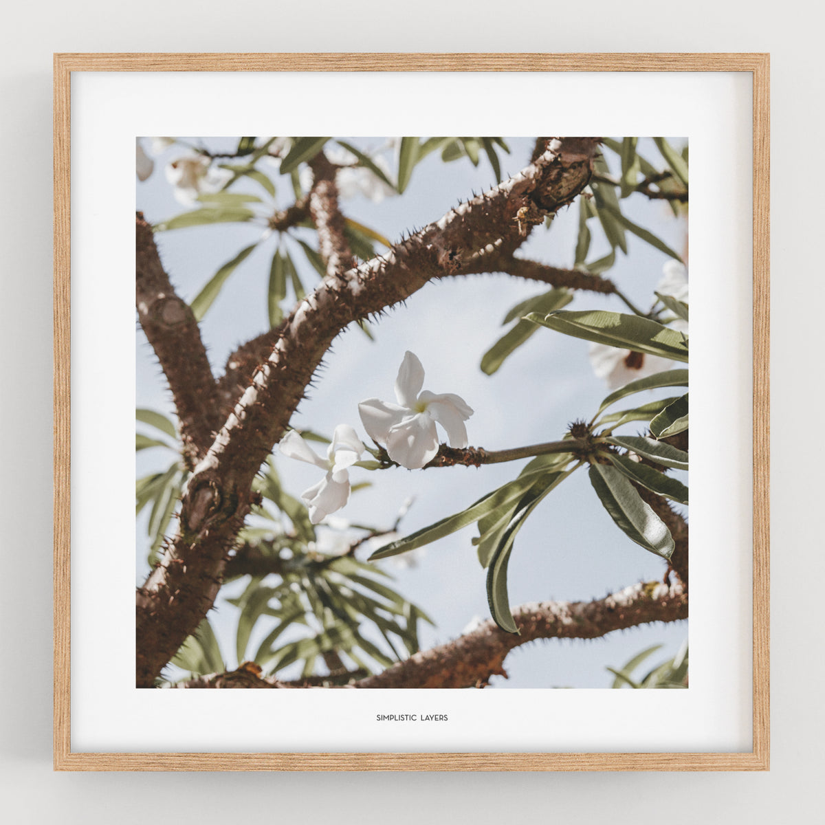הדפס צילום - Madagascar palm דקל מדגסקר