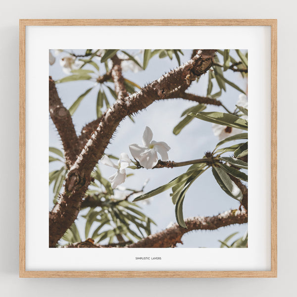 הדפס צילום - Madagascar palm דקל מדגסקר