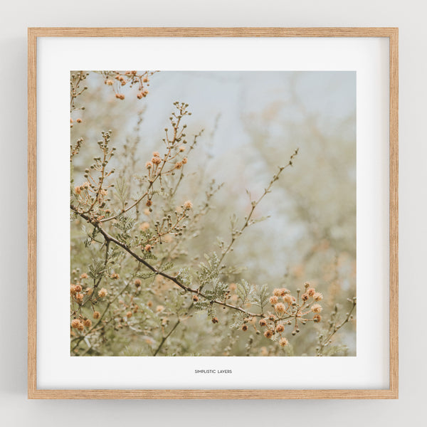 הדפס צילום -  Leucaena leucocephala צחר כחלחל