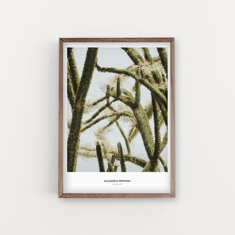 הדפס צילום - Alluaudia procera אלואדיה תמירה