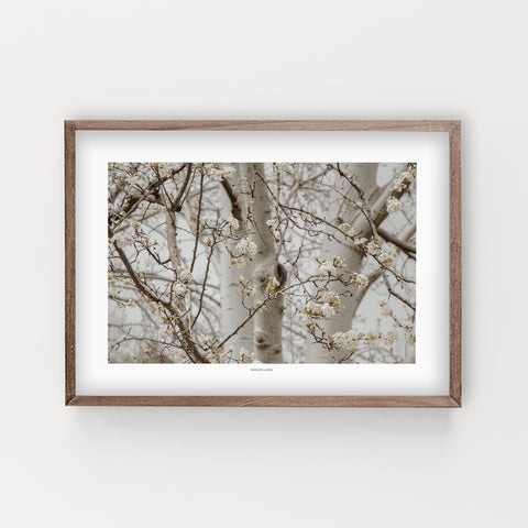 הדפס צילום - Blooming Sakura פריחת הדובדבן