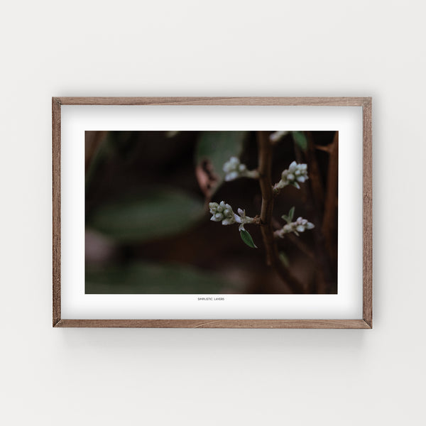 הדפס צילום - Buds #2