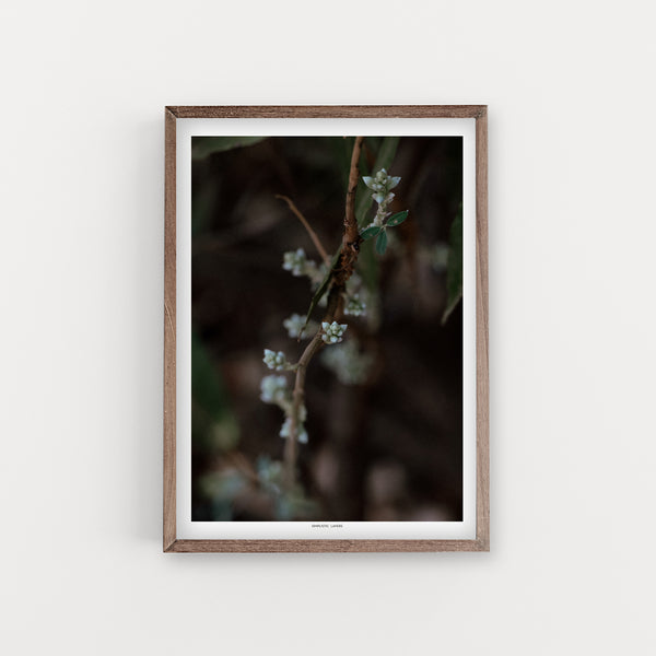 הדפס צילום - Buds