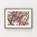 הדפס צילום - Cercis siliquastrum #1 - כליל החורש
