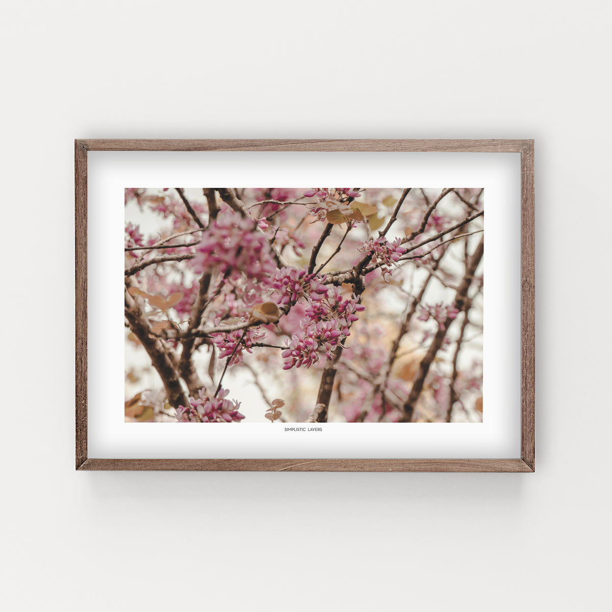 הדפס צילום - Cercis siliquastrum #1 - כליל החורש