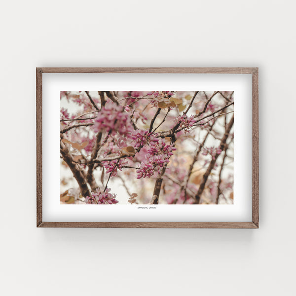 הדפס צילום - Cercis siliquastrum #1 - כליל החורש