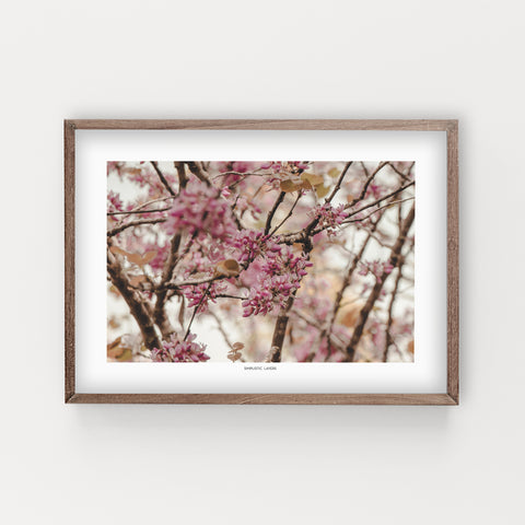 הדפס צילום - Cercis siliquastrum #1 - כליל החורש