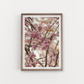 הדפס צילום - Cercis siliquastrum כליל החורש #2