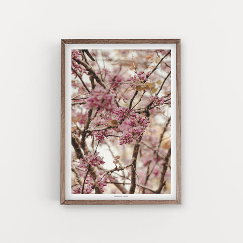 הדפס צילום - Cercis siliquastrum כליל החורש #2