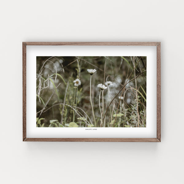 הדפס צילום - Daisy Bloom