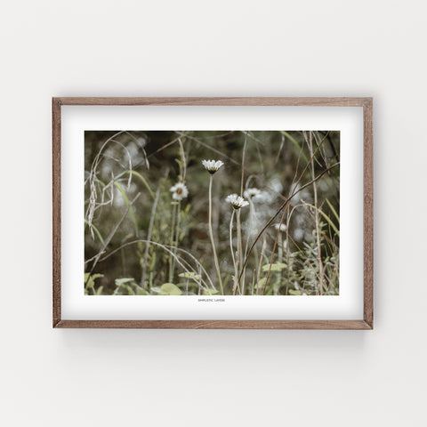 הדפס צילום - Daisy Bloom