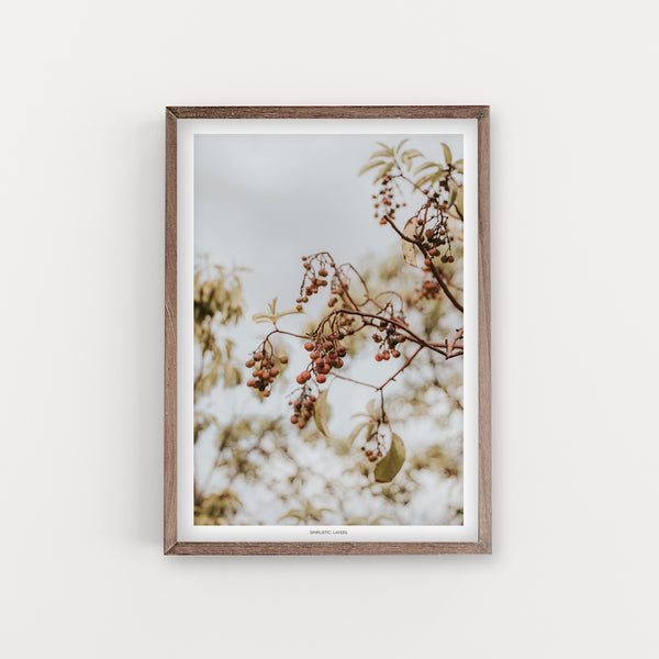 הדפס צילום - Dry Arbutus