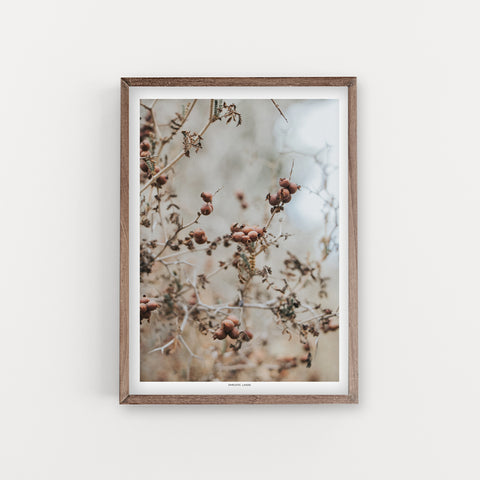 הדפס צילום - Dry Plant