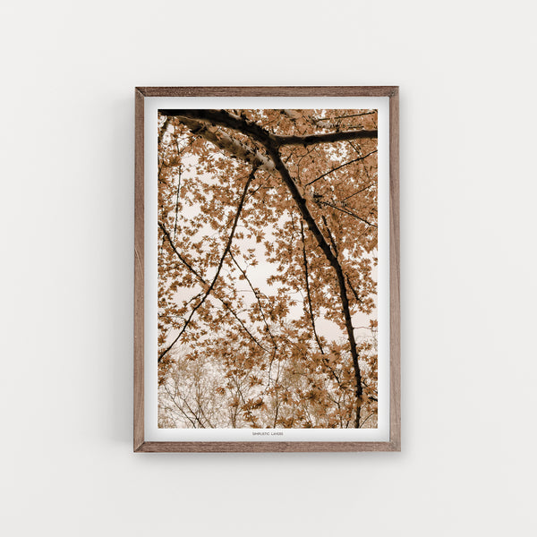 הדפס צילום - Fall Oriental Plane leaves