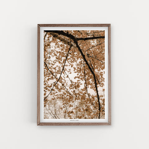 הדפס צילום - Fall Oriental Plane leaves