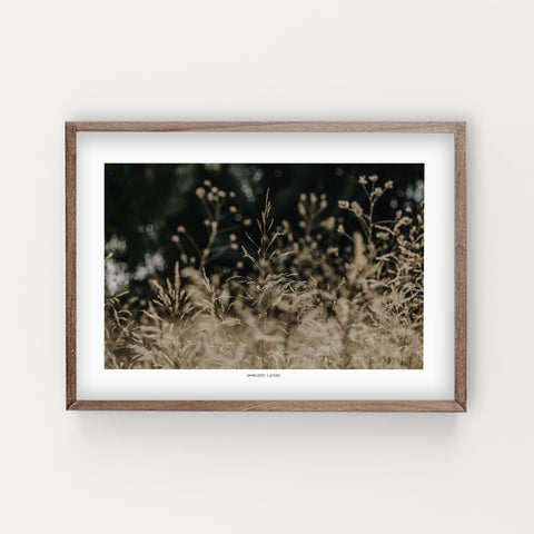 הדפס צילום - Golden Meadow