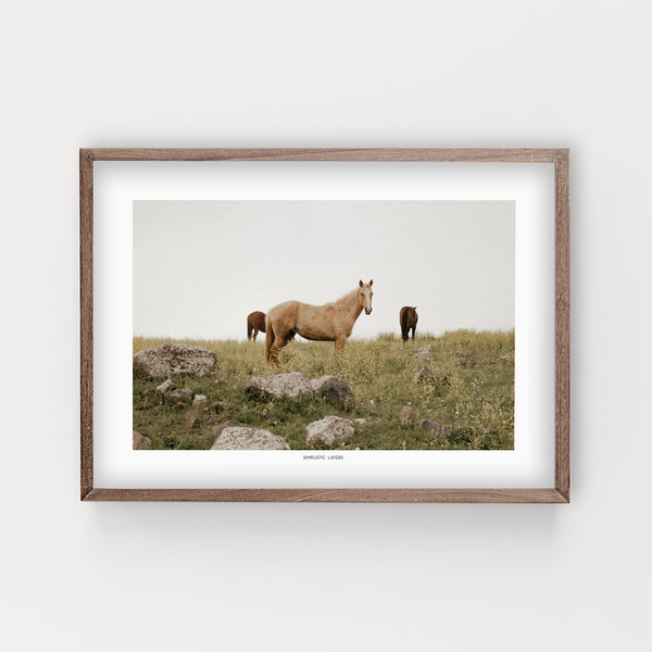 הדפס צילום -  Horses #2