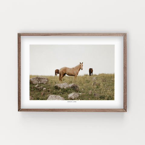 הדפס צילום -  Horses #2