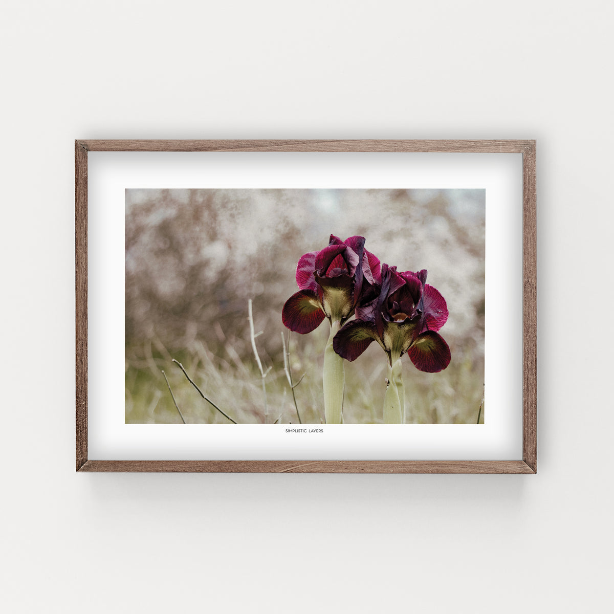 הדפס צילום - Iris atropurpurea #2