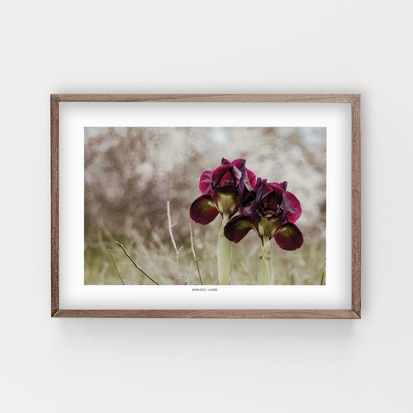 הדפס צילום - Iris atropurpurea #2