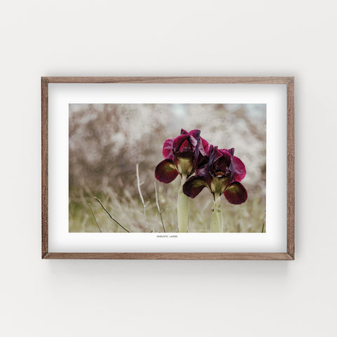 הדפס צילום - Iris atropurpurea #2