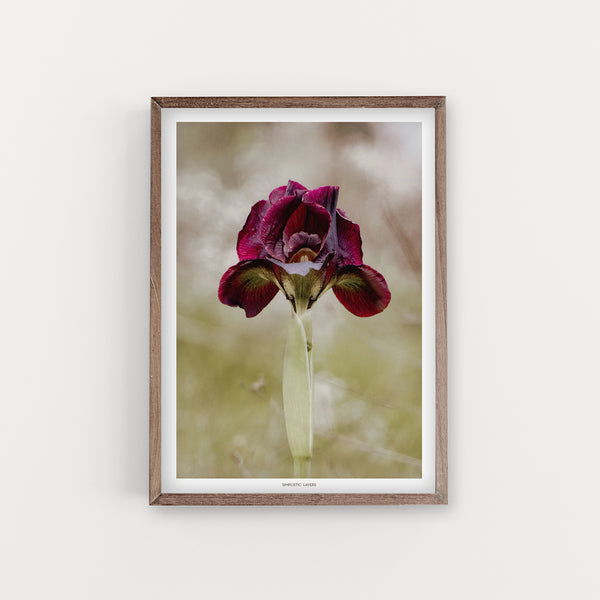 הדפס צילום - Iris atropurpurea - איריס הארגמן