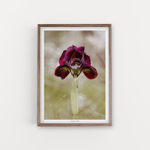 הדפס צילום - Iris atropurpurea - איריס הארגמן