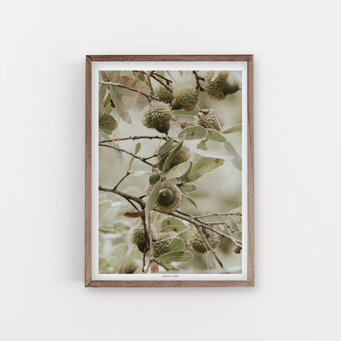 הדפס צילום - Oak acorns