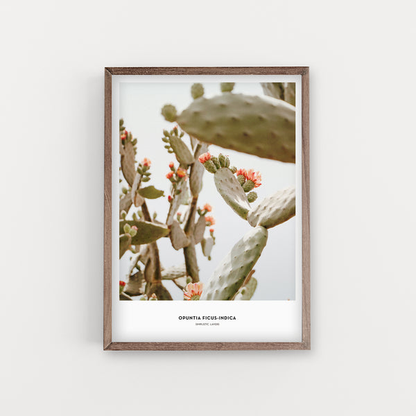 הדפס צילום - Opuntia ficus-indica