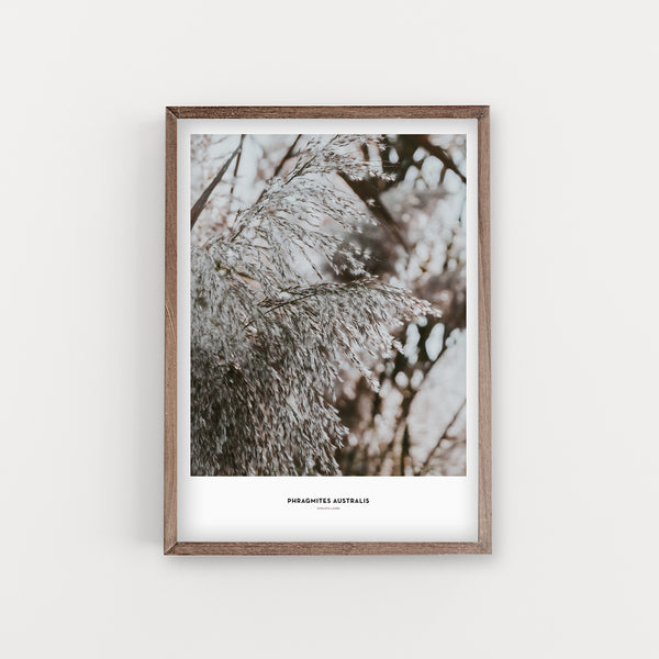 הדפס צילום - Phragmites australis קנה מצוי