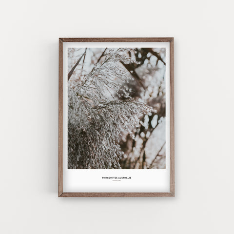 הדפס צילום - Phragmites australis קנה מצוי