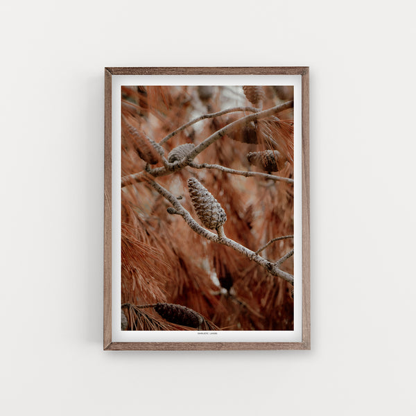 הדפס צילום - Pineacorn