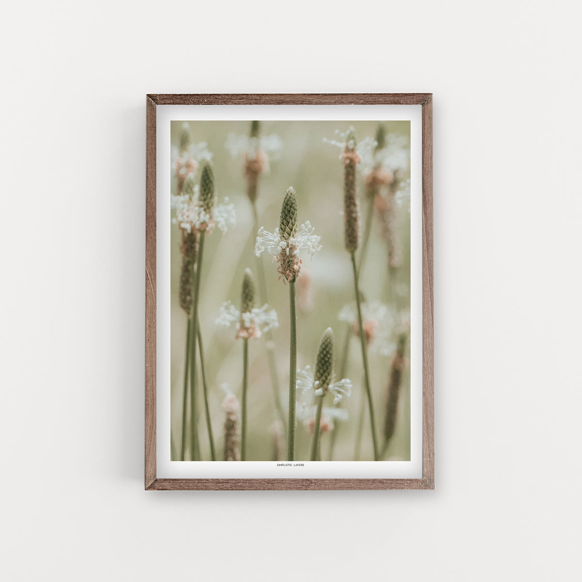 הדפס צילום - Plantago lagopus לחך מצוי