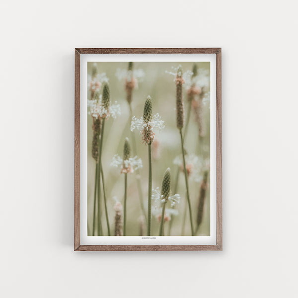 הדפס צילום - Plantago lagopus לחך מצוי