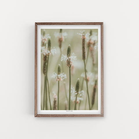 הדפס צילום - Plantago lagopus לחך מצוי