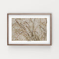 הדפס צילום -  Horsetail Knotweed ארכובית שבטבטית