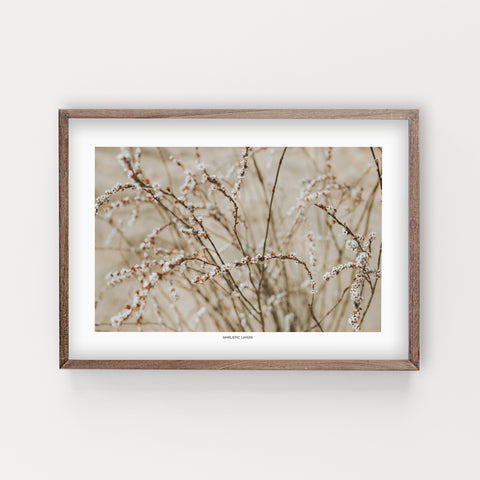 הדפס צילום -  Horsetail Knotweed ארכובית שבטבטית