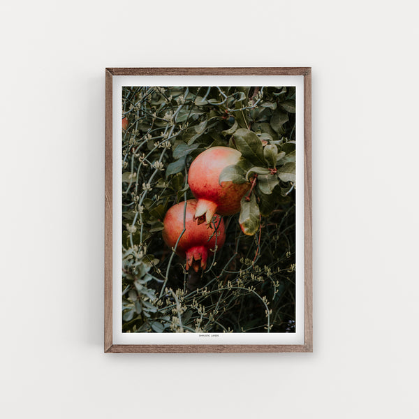 הדפס צילום - Pomegranate