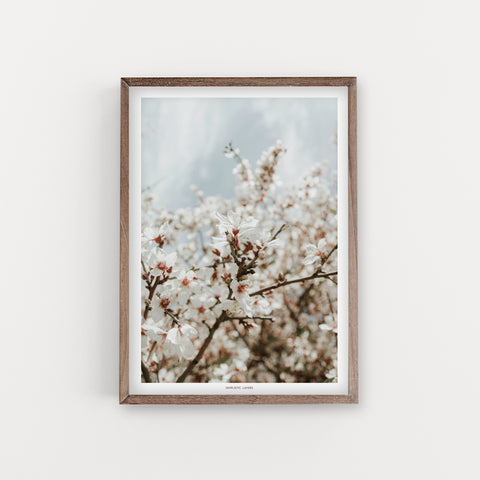 הדפס צילום - Almond Tree #10
