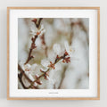 הדפס צילום - Prunus dulcis 13 פריחת השקדיה
