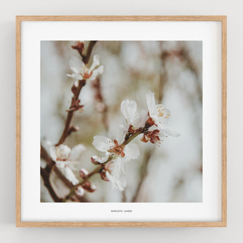 הדפס צילום - Prunus dulcis 13 פריחת השקדיה