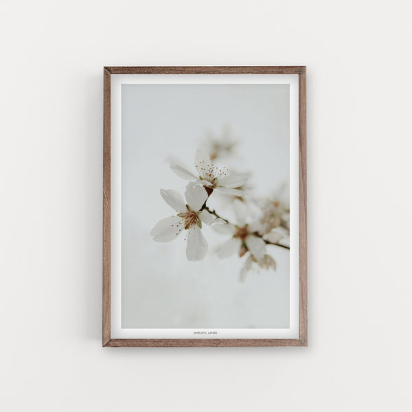 הדפס צילום - Almond Tree #16