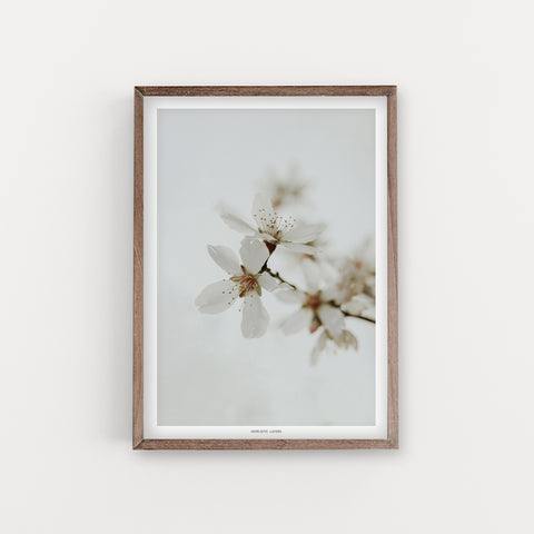 הדפס צילום - Almond Tree #16