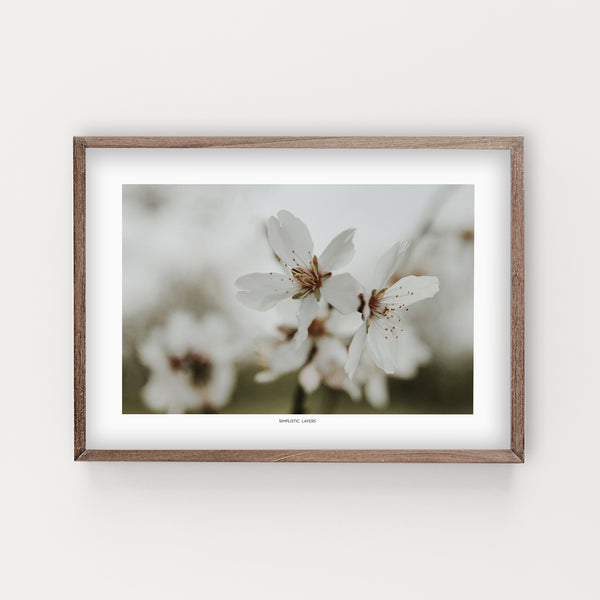 הדפס צילום - Almond Tree #18