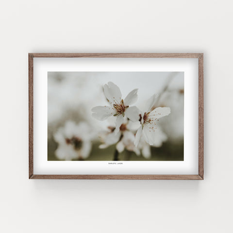 הדפס צילום - Almond Tree #18