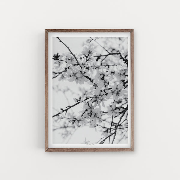 הדפס צילום - Prunus dulcis #22