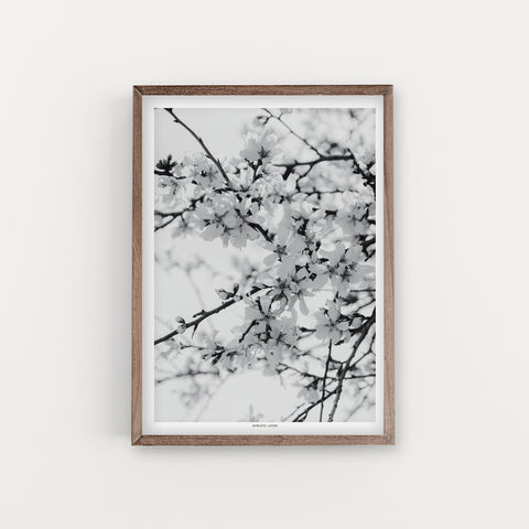 הדפס צילום - Prunus dulcis #22