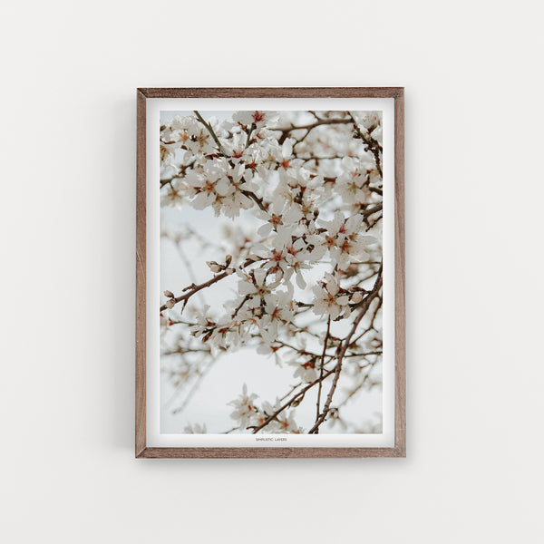 הדפס צילום - Almond Tree #23