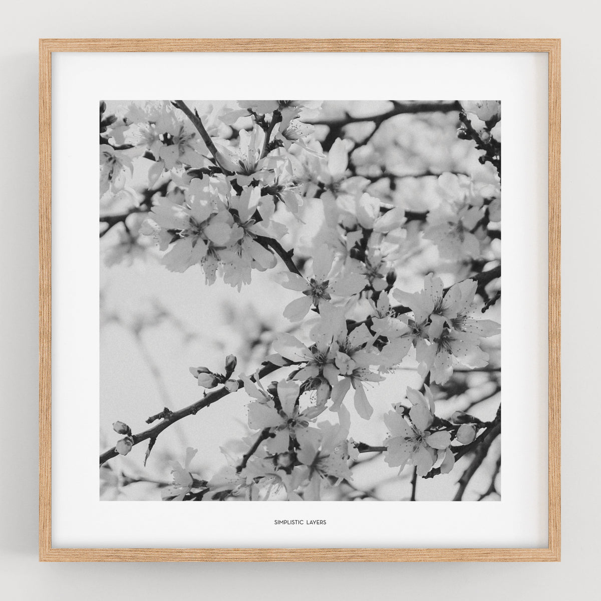 הדפס צילום - Prunus dulcis 24 פריחת השקדיה